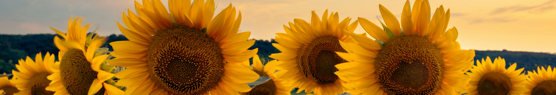 baner lato 2 